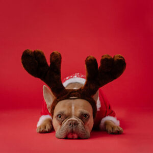 Santa's Sidekicks Collection