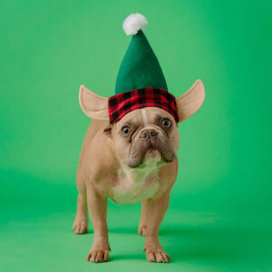 Twinkle Paws & Tinsel Tots Attire